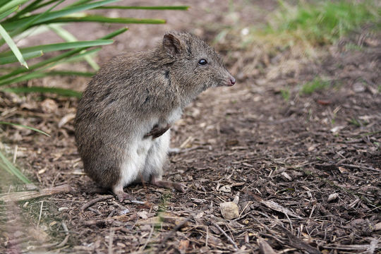 Image of Long-nosed Potoroo