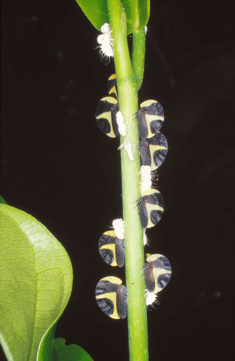 Image of Black-and-white treehopper