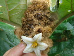 Image of Solanum cernuum Vell.