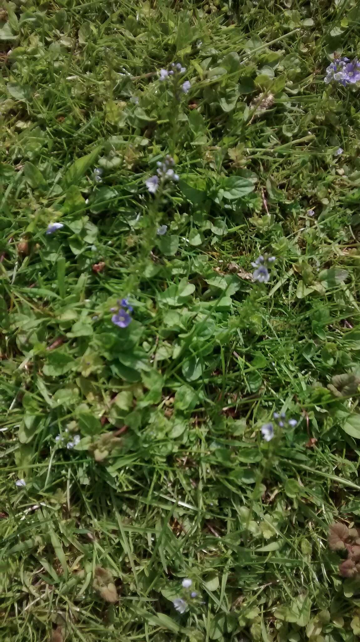 Image of thymeleaf speedwell