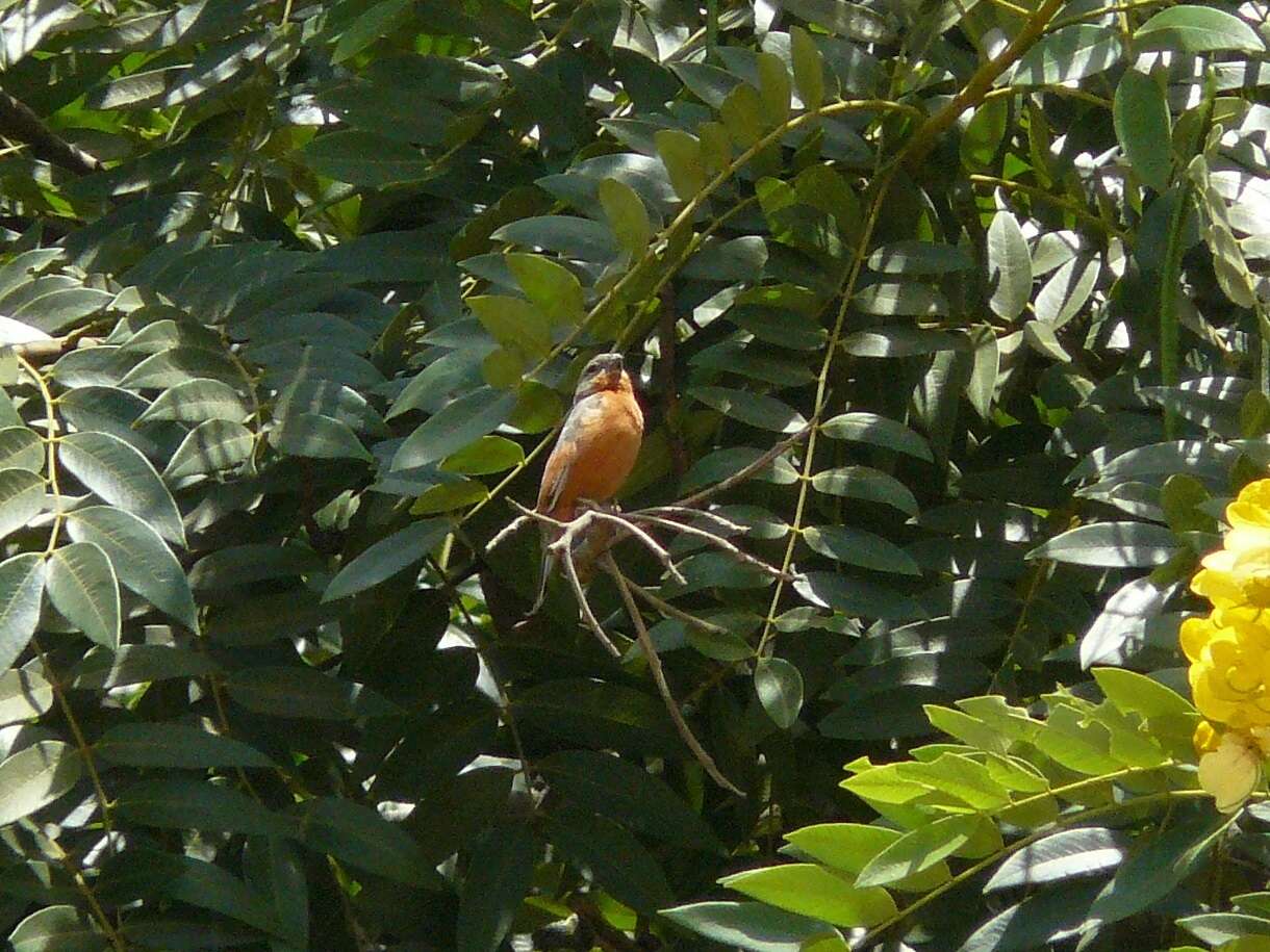 Image of Ruddy-breasted Seedeater