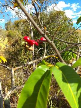 Image of Ochna macrantha Baker