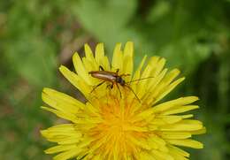 Image of Pidonia lurida (Fabricius 1793)