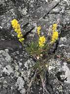 Image of Mt. Albert goldenrod