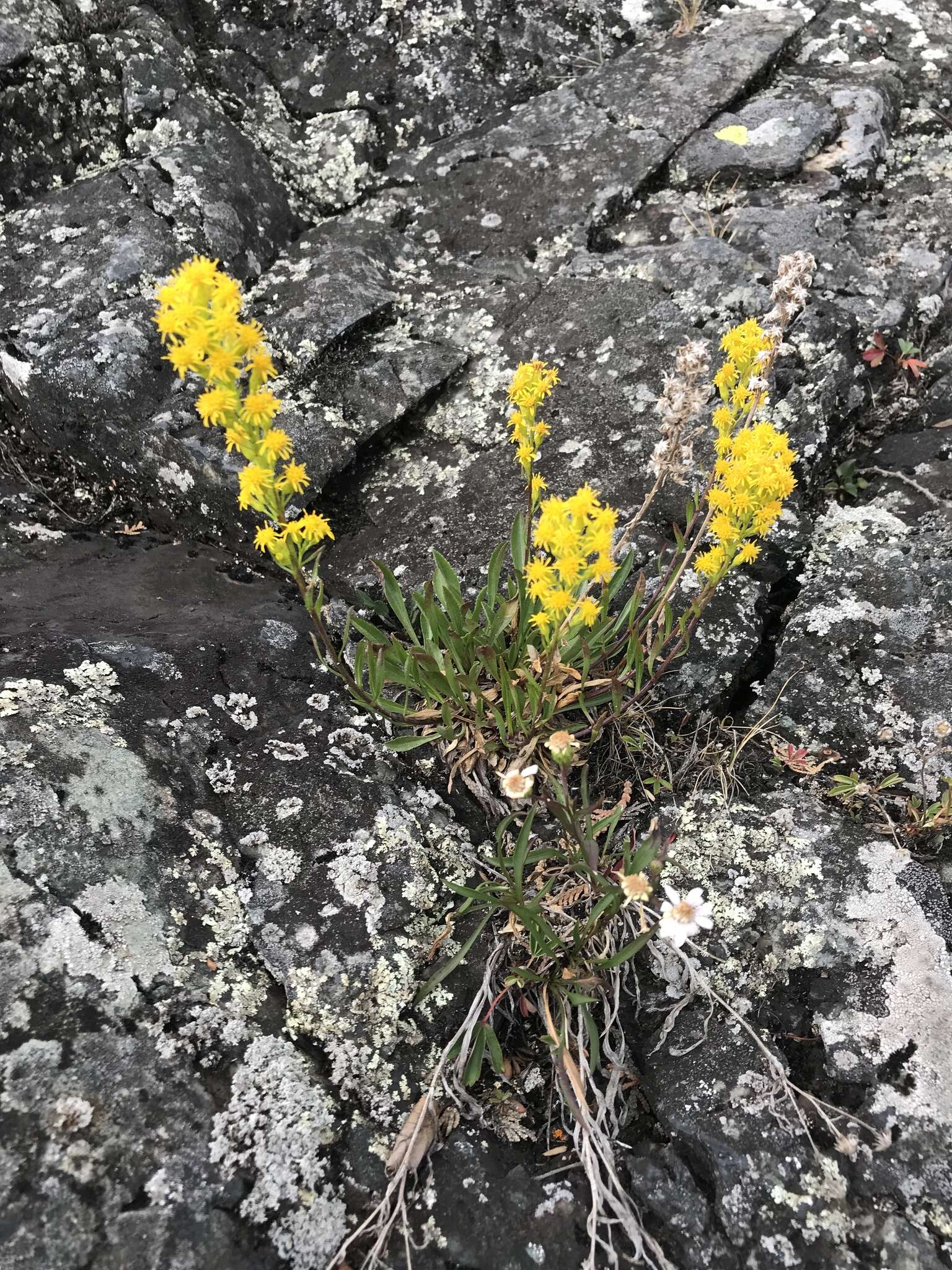 Image of Mt. Albert goldenrod