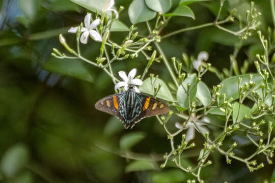 صورة Phocides pialia Hewitson 1857