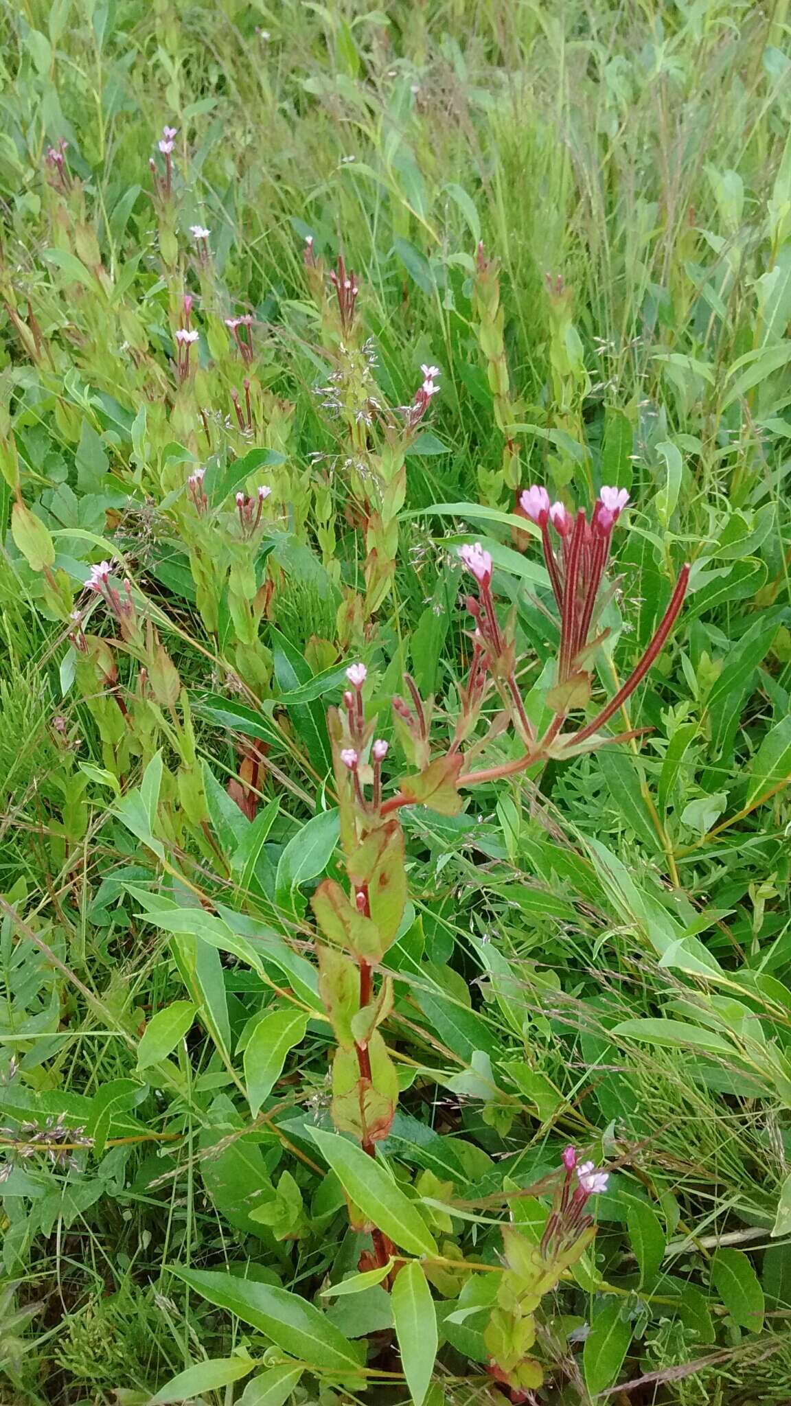 Image of Hornemann's Willowherb