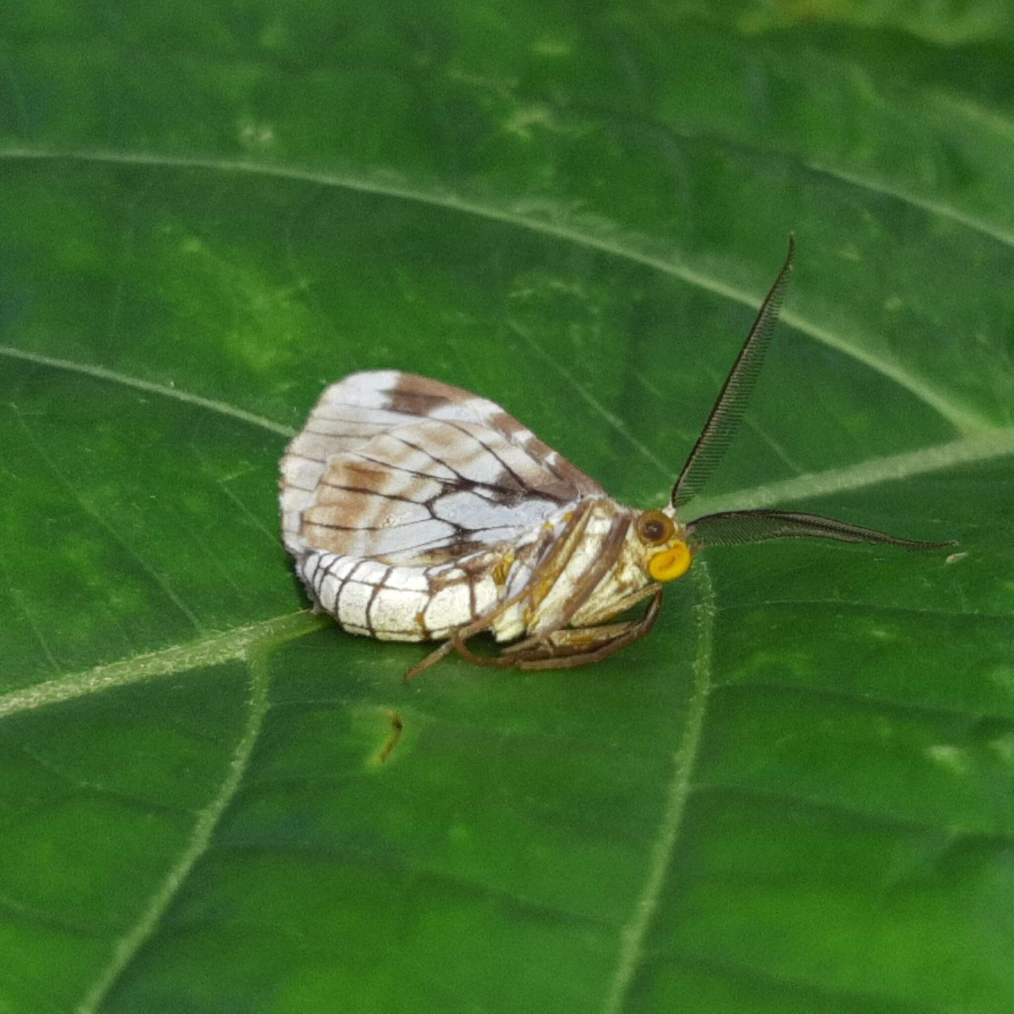 صورة Nephodia organa Druce 1893