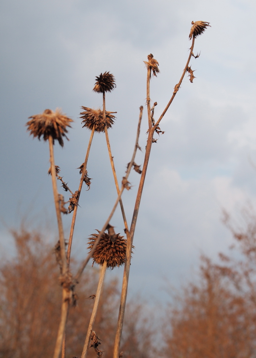 Dipsacus pilosus (rights holder: HermannFalkner/sokol)