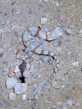 Image of CapeCross Thick-toed Gecko