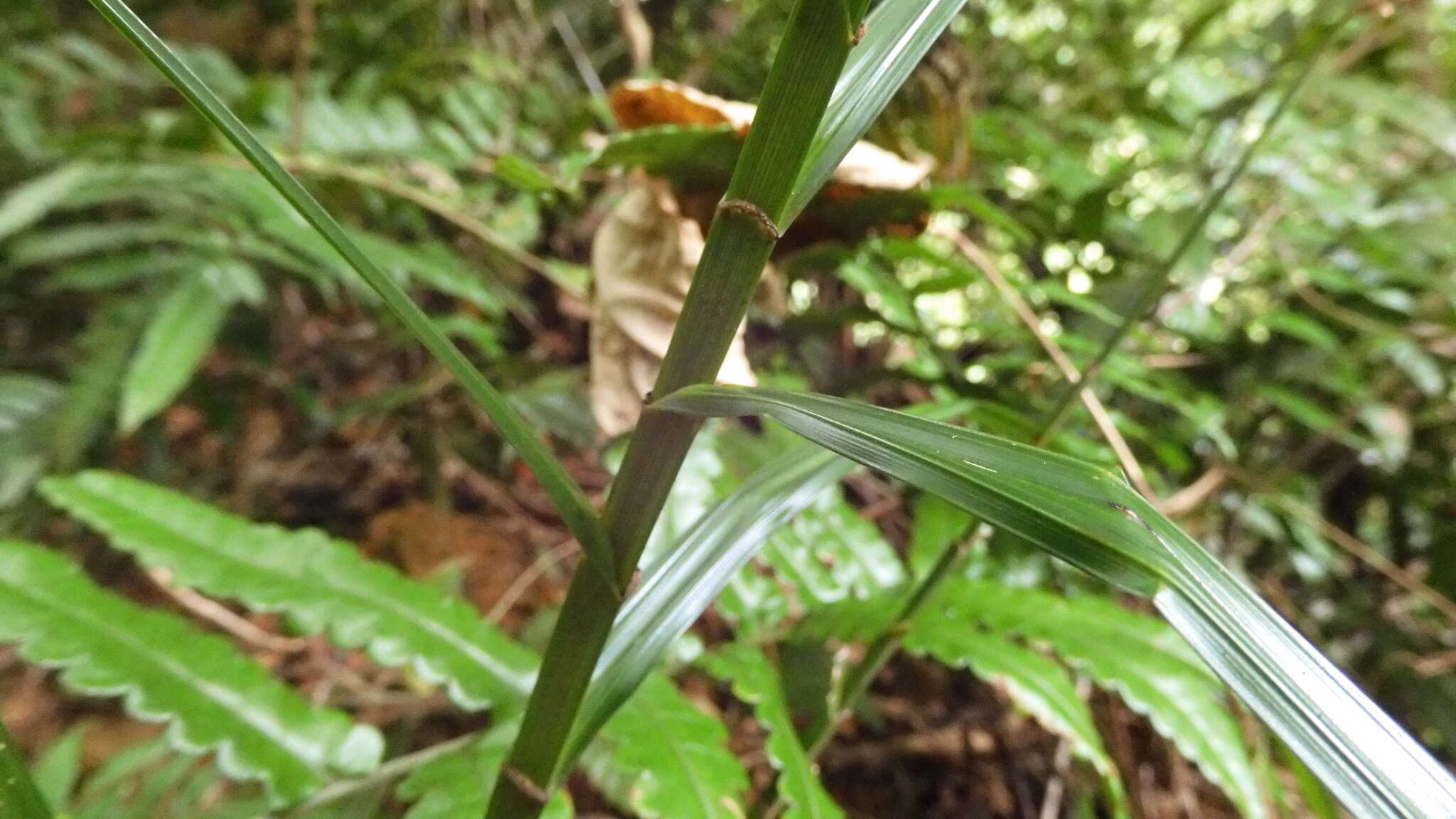 Image of Scleria terrestris (L.) Fassett