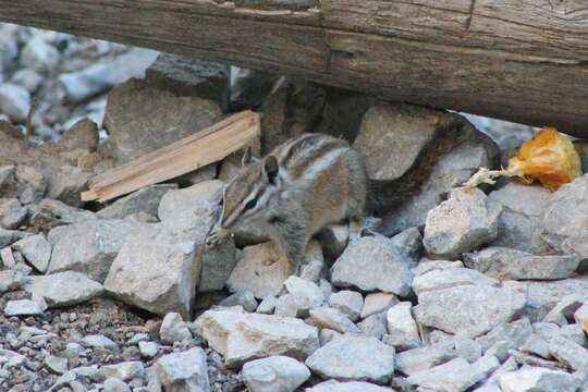 Image of Palmer’s Chipmunk