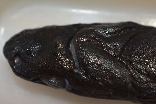 Image of Smooth Lanternshark