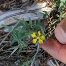 صورة Aspicarpa hyssopifolia A. Gray