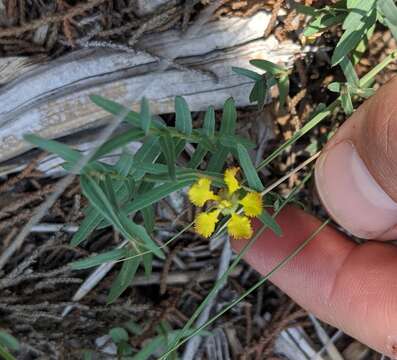 صورة Aspicarpa hyssopifolia A. Gray