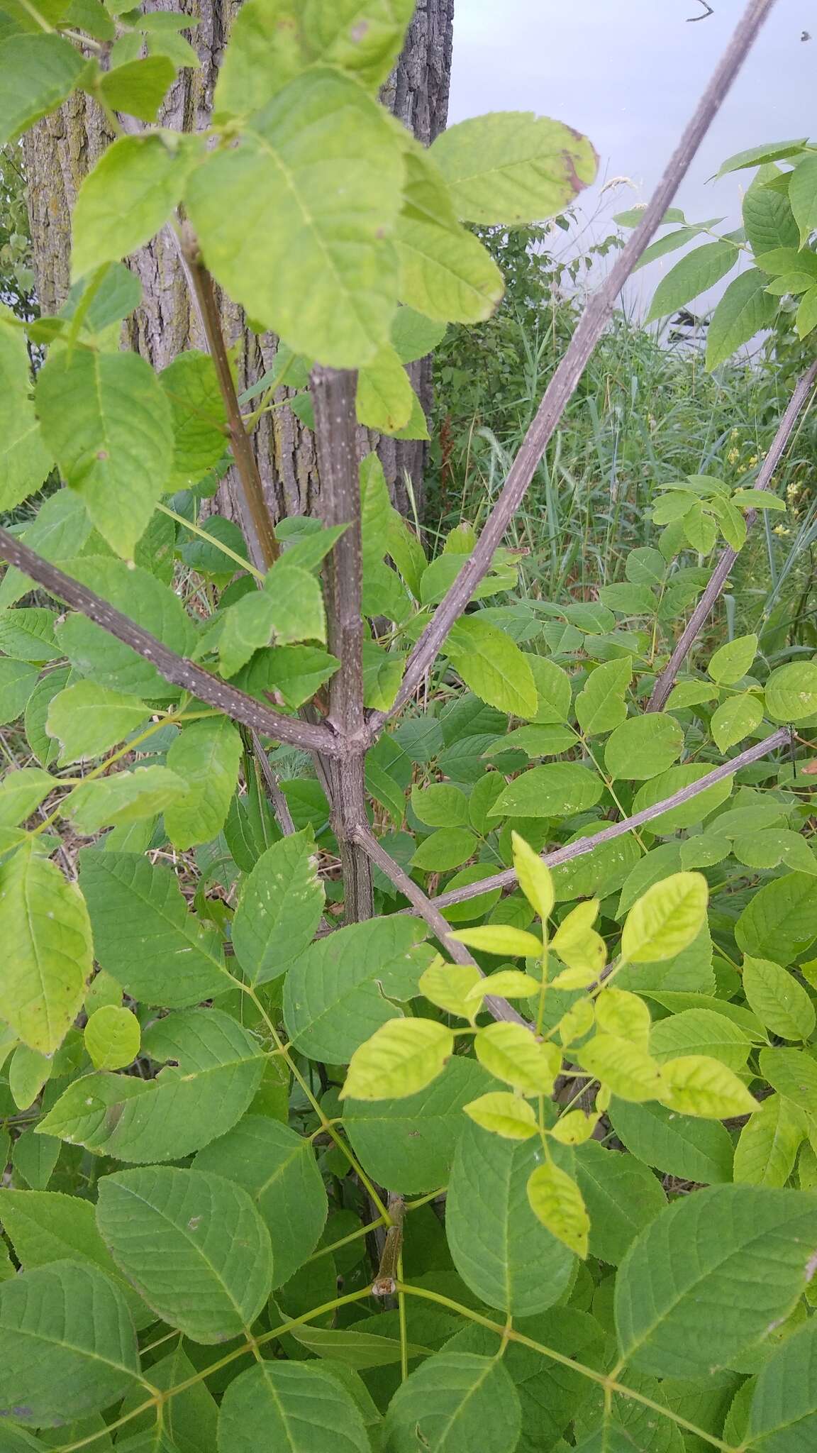 Image of blue ash