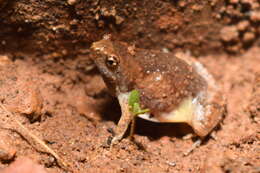 Image of Microhyla nilphamariensis Howlader, Nair, Gopalan & Merilä 2015