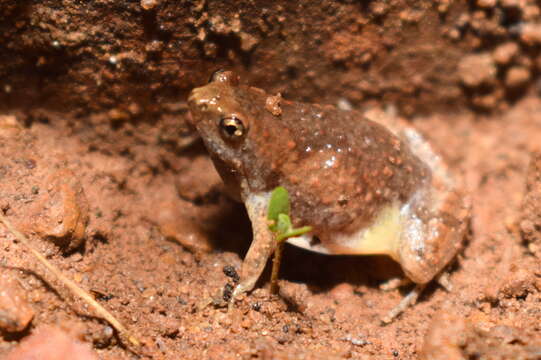 صورة Microhyla nilphamariensis Howlader, Nair, Gopalan & Merilä 2015