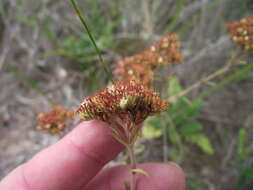 Image of Crassula subulata L.