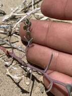 Image de Chenopodium nevadense Standl.