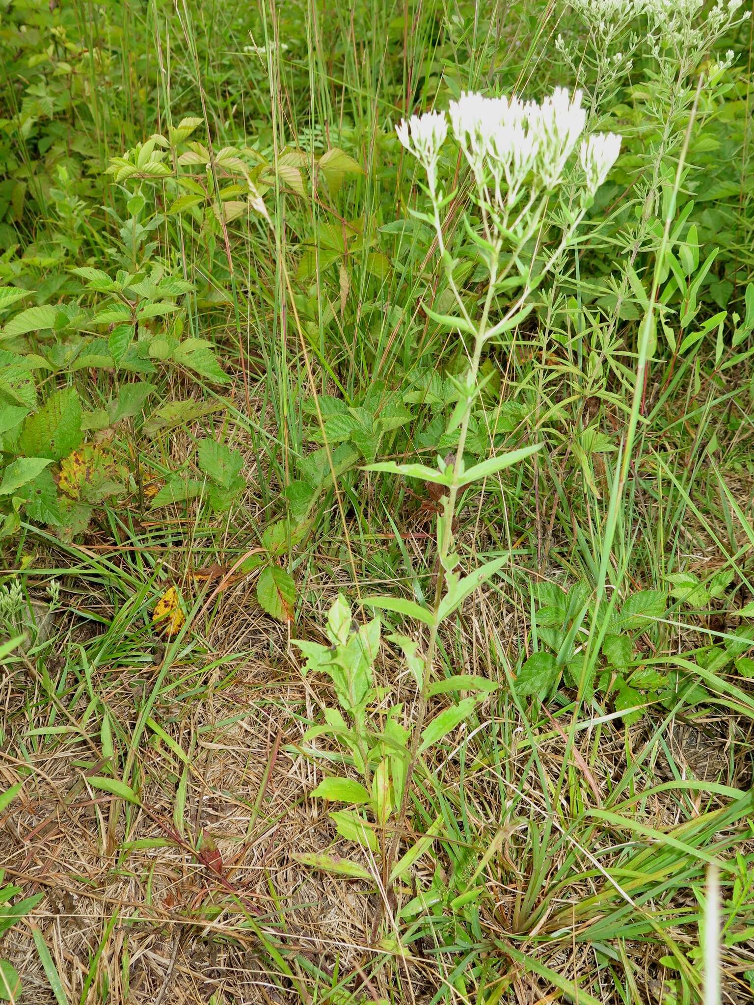 Image of white thoroughwort