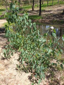 Image of forest redgum