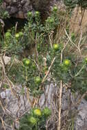 Слика од Grindelia buphthalmoides DC.