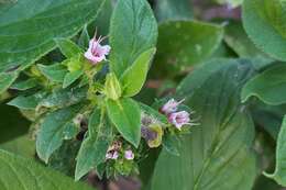 Image of Echium strictum L. fil.