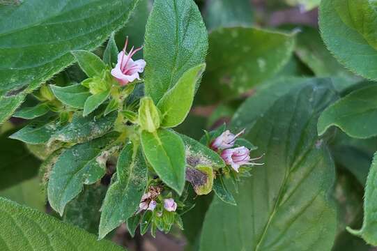 Echium strictum L. fil. resmi