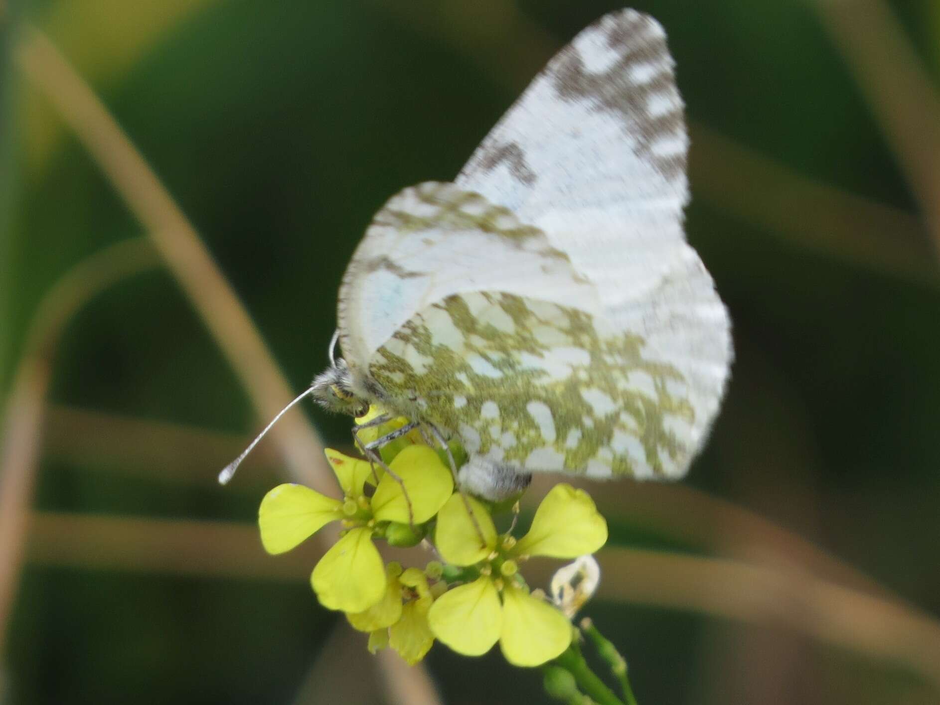 Слика од Euchloe insularis (Staudinger 1861)