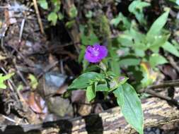 Image de Tradescantia poelliae D. R. Hunt