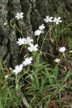 Imagem de Cerastium velutinum Raf.