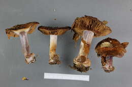 Image of Cortinarius singularis Soop 2005