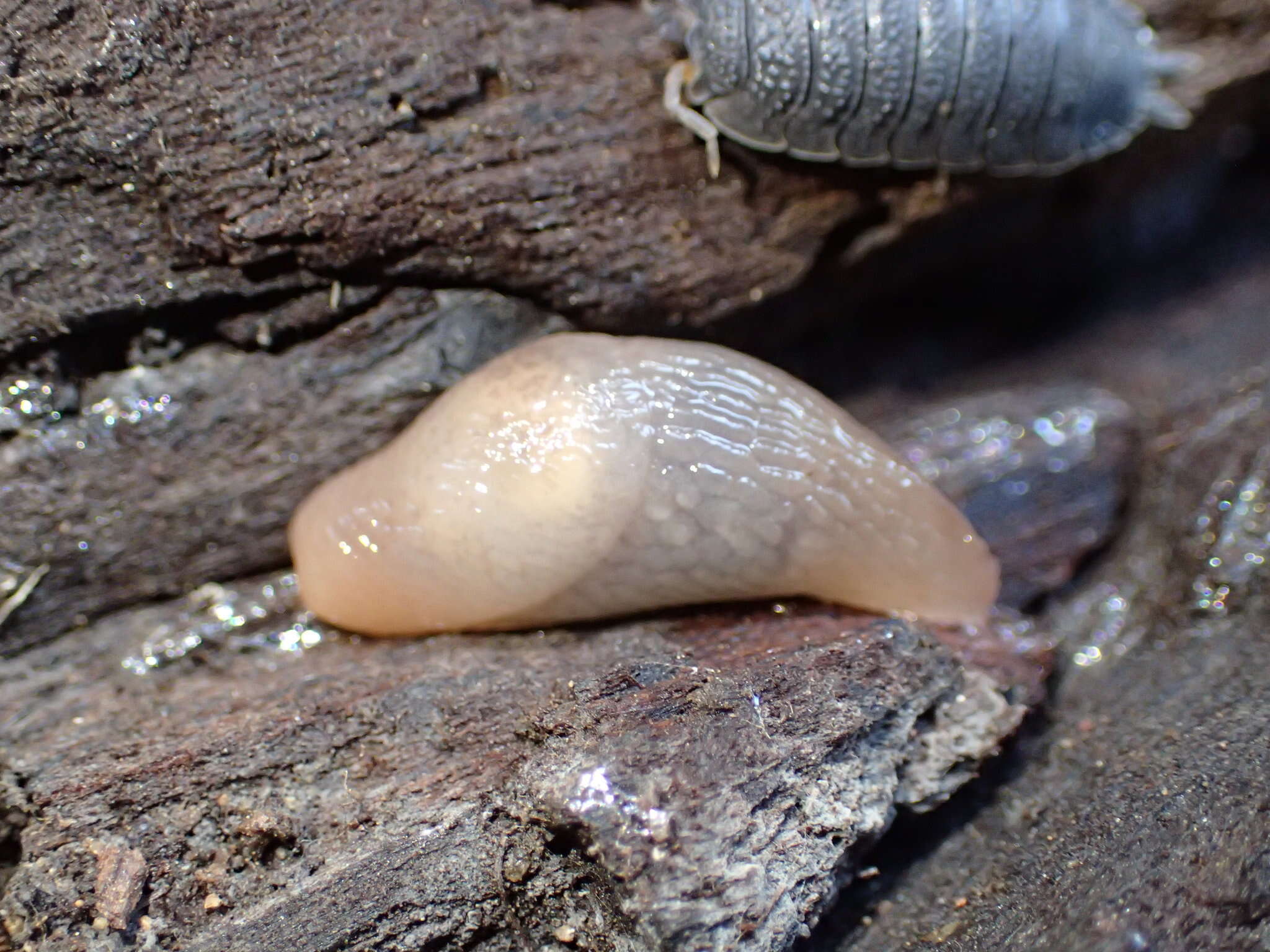 Image of Longneck fieldslug