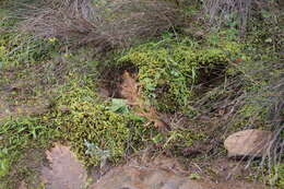 Image de Drosera liniflora Debbert