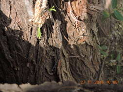 Image of Bark Gecko