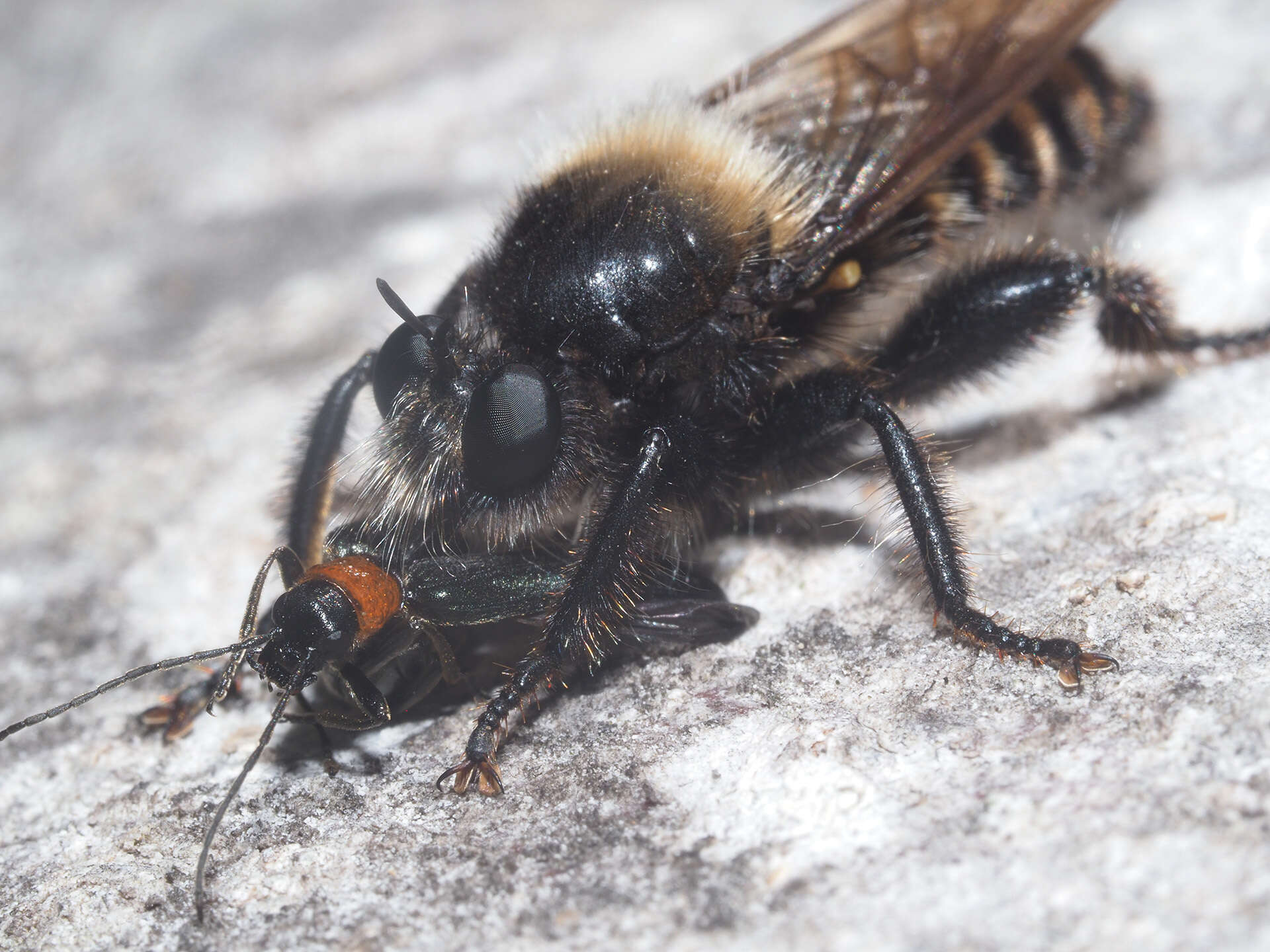 Image of Laphria ephippium (Fabricius 1781)