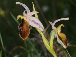 Image of Ophrys argolica subsp. lesbis (Gölz & H. R. Reinhard) H. A. Pedersen & Faurh.