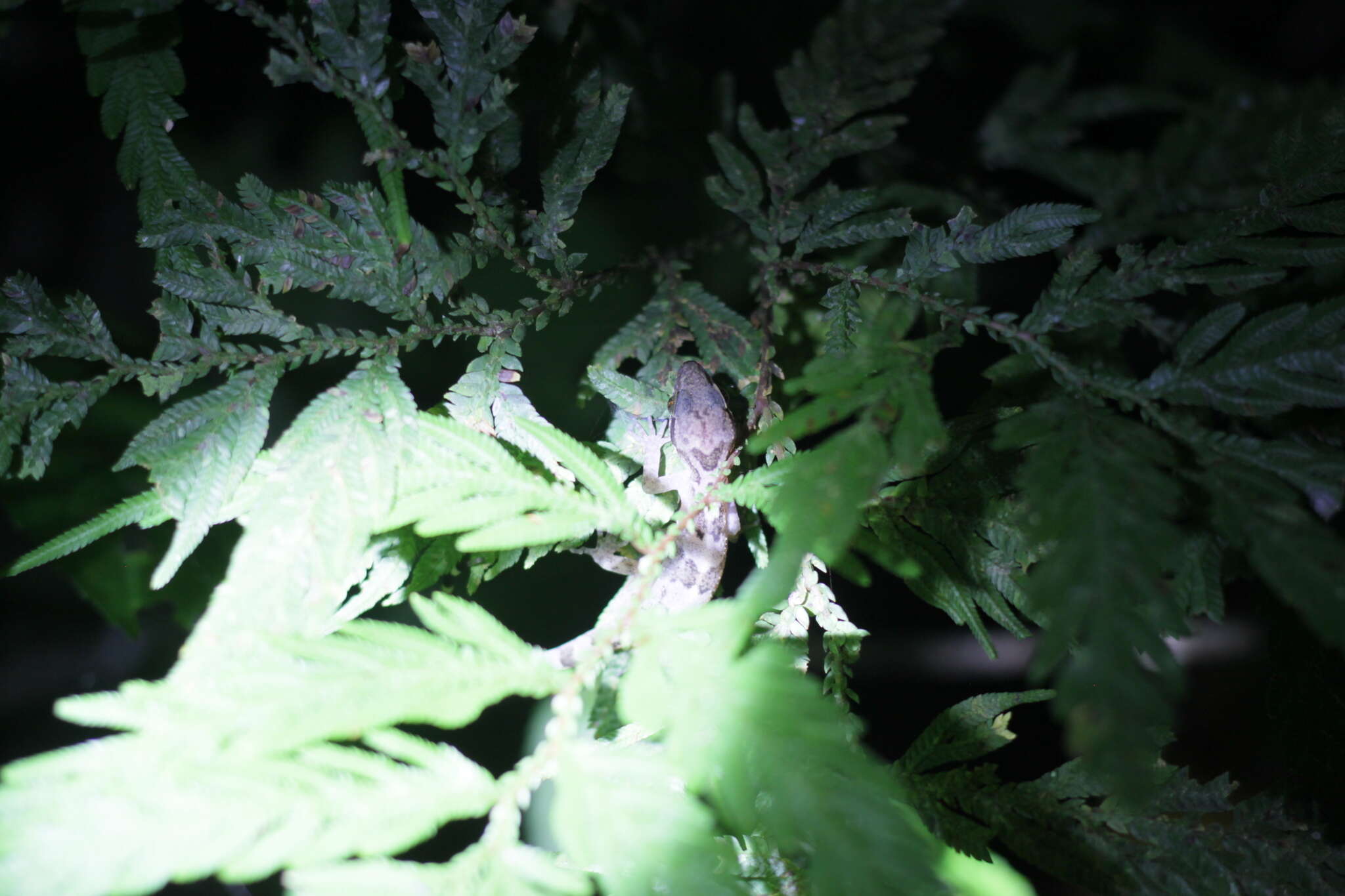 Image of Annulated Bow-fingered Gecko