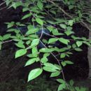 Image of Black birch