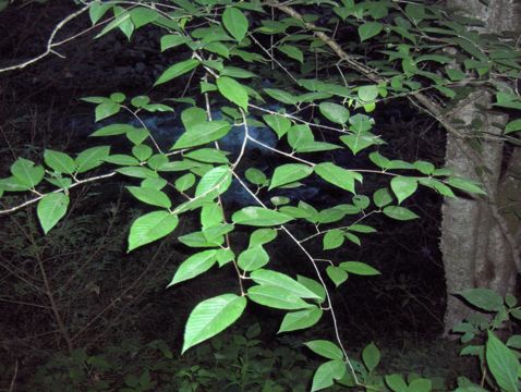 Image of Black birch