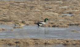 Image of Falcated Duck