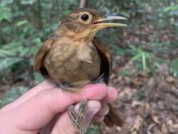 Image of Buff-throated Foliage-gleaner