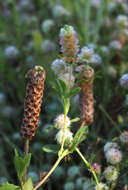 Image of Labillardiere's clover