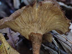 Image of Lentinus velutinus Fr. 1830