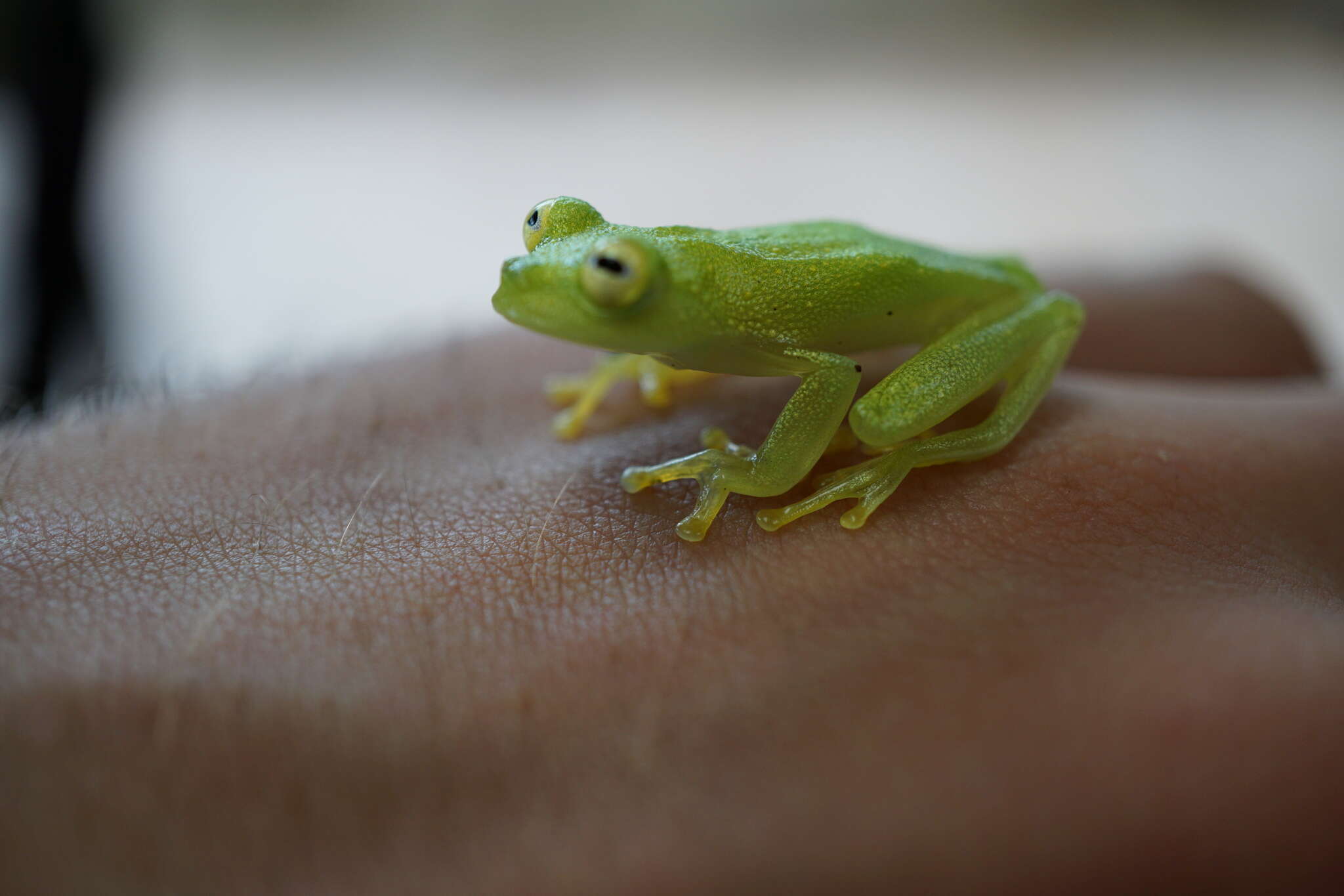 Image of Plantation Glass Frog