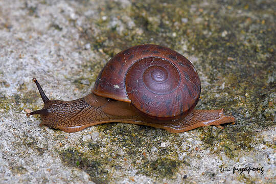 Image of Hemiplecta salangana