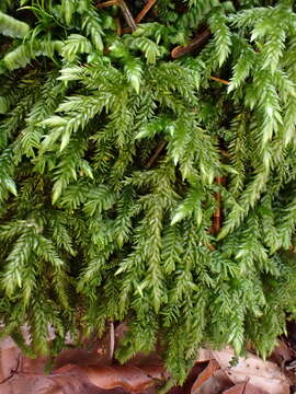 Image of larger mouse-tail moss