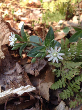 Image of star chickweed