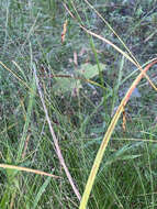 Sivun Muhlenbergia uniflora (Muhl.) Fernald kuva